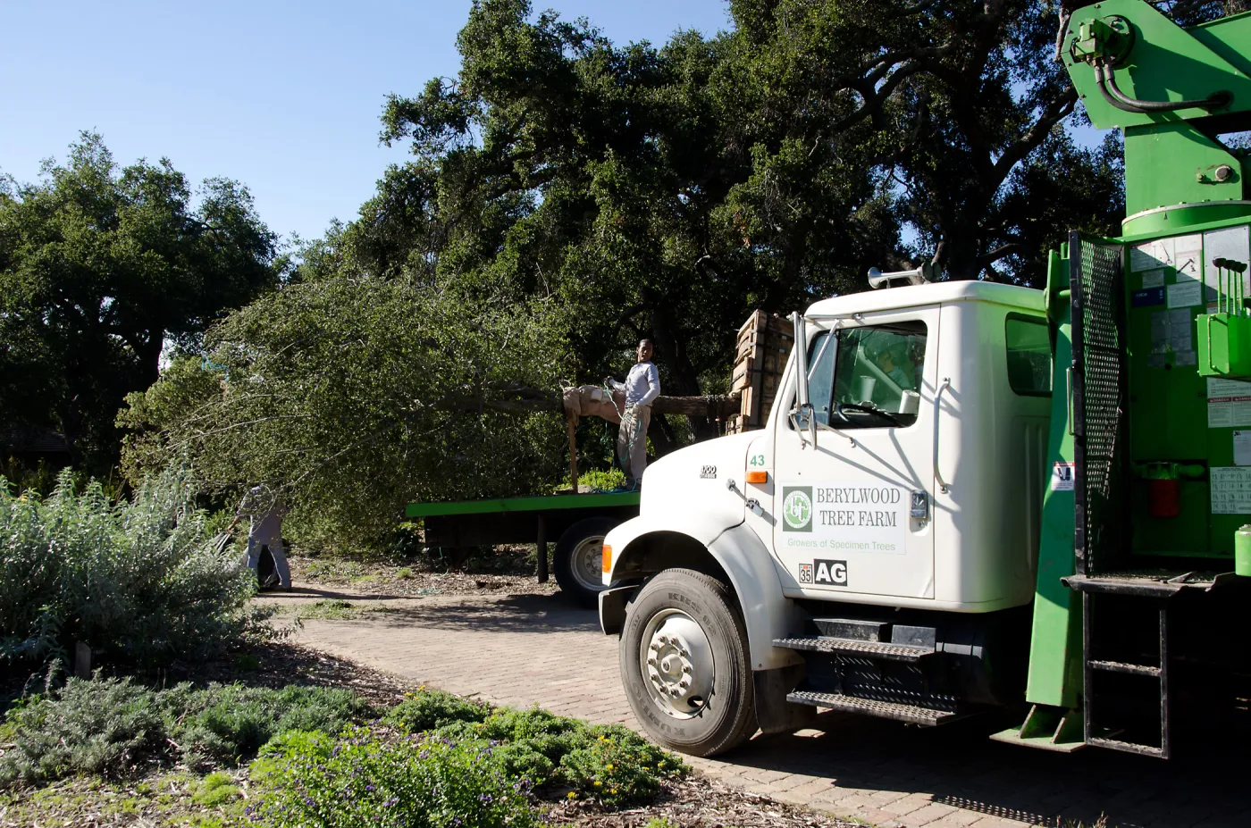 New oaks (Coastal Live Oak) arrive at SBBG, Meadow Oaks 