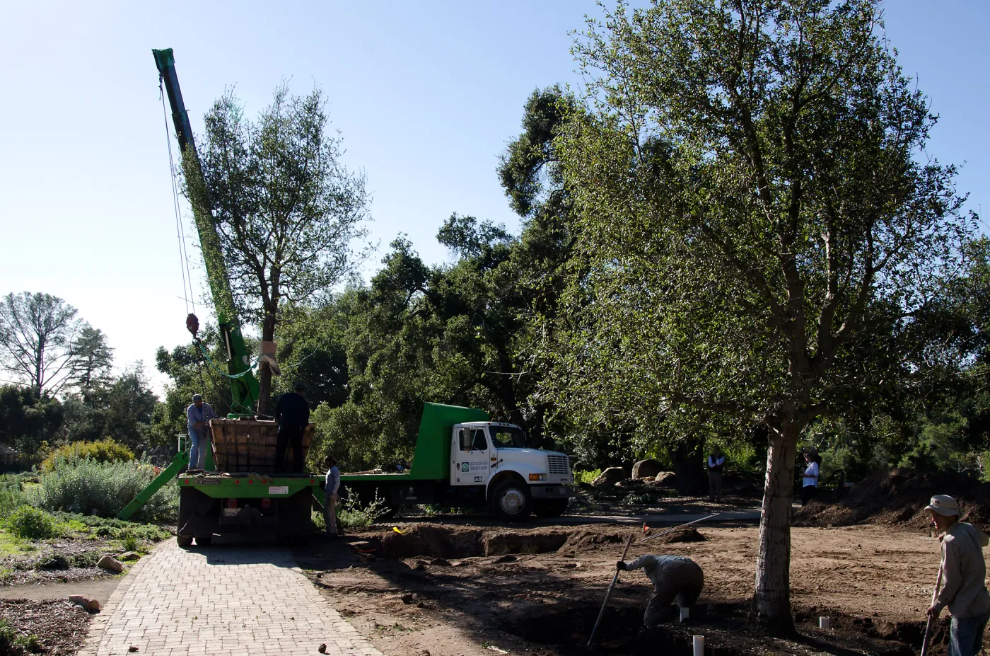 New oaks (Coastal Live Oak) arrive at SBBG, Meadow Oaks 