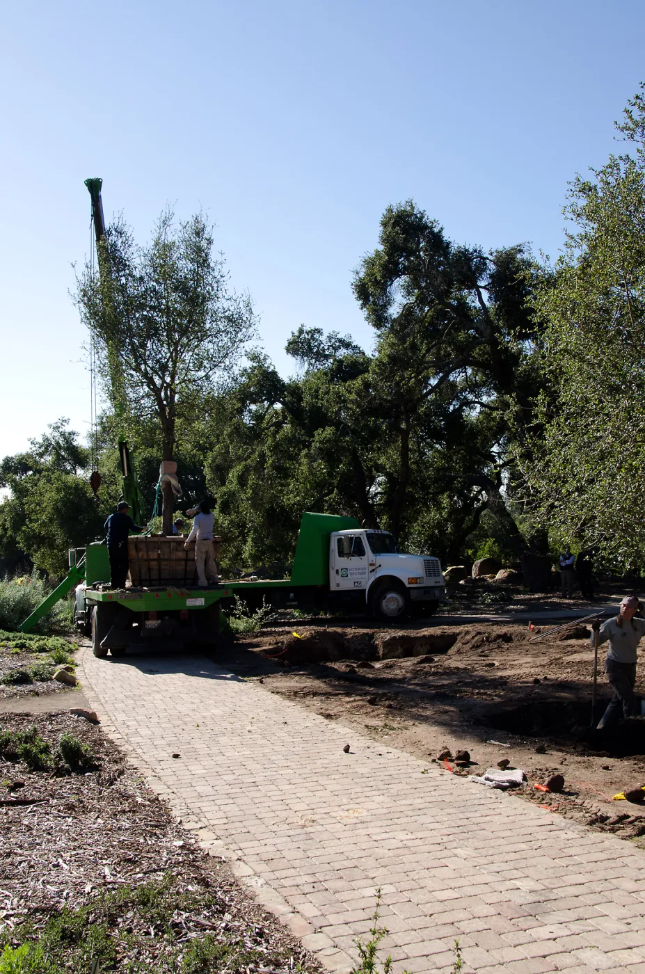 New oaks (Coastal Live Oak) arrive at SBBG, Meadow Oaks 