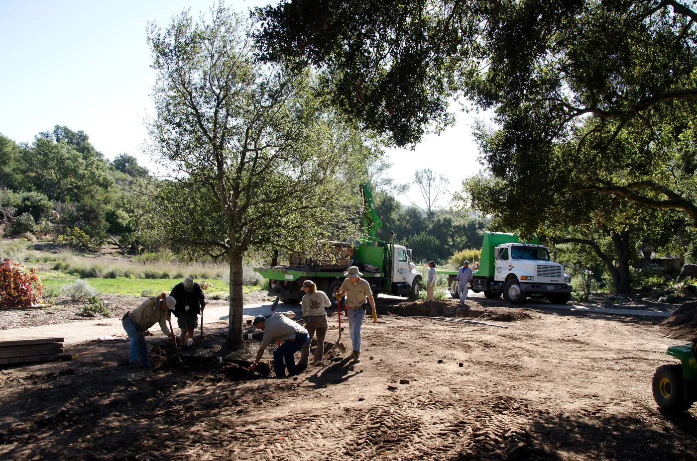 New oaks (Coastal Live Oak) arrive at SBBG, Meadow Oaks 