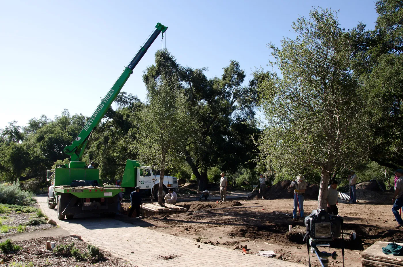 New oaks (Coastal Live Oak) arrive at SBBG, Meadow Oaks 