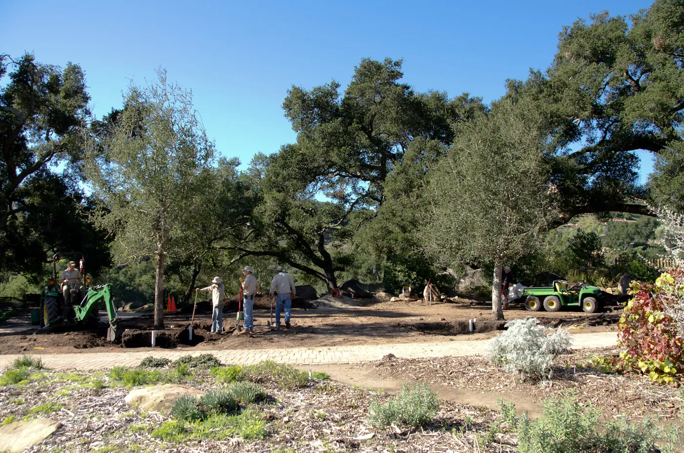 New oaks (Coastal Live Oak) arrive at SBBG, Meadow Oaks 