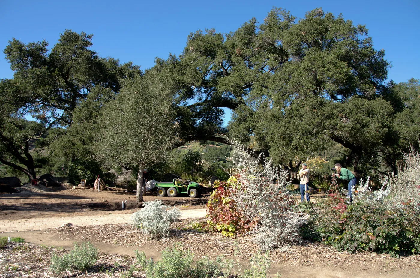 New oaks (Coastal Live Oak) arrive at SBBG, Meadow Oaks 