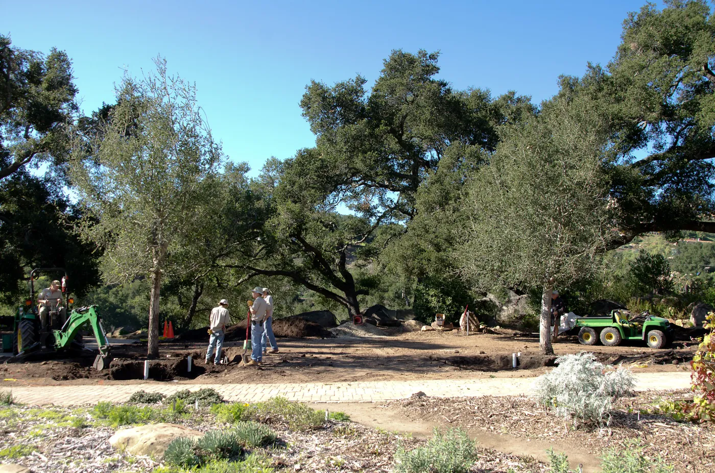 New oaks (Coastal Live Oak) arrive at SBBG, Meadow Oaks 