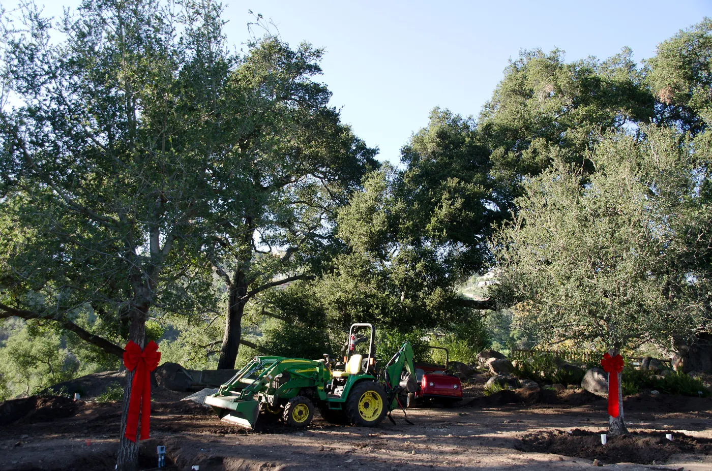Tractor, red ribbons, new oaks arrive at SBBG, Meadow Oaks 