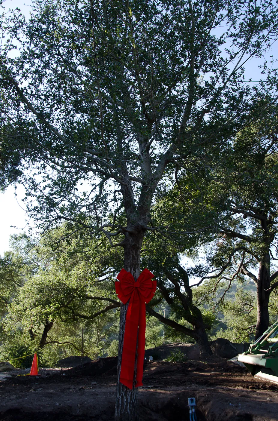 Red ribbons, new oaks arrive at SBBG, Meadow Oaks 