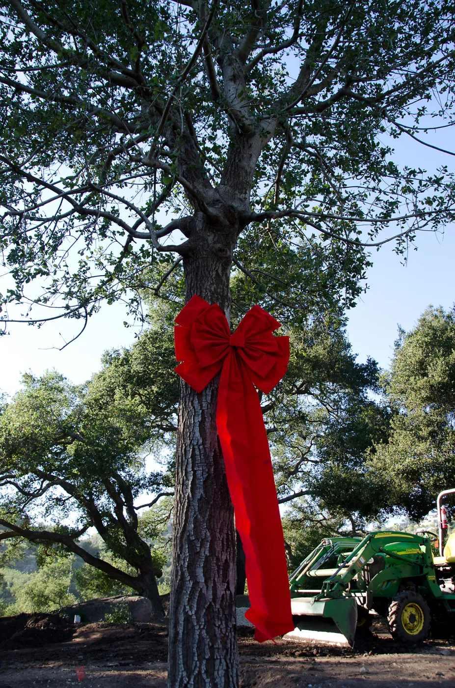 Red ribbons, new oaks arrive at SBBG, Meadow Oaks 