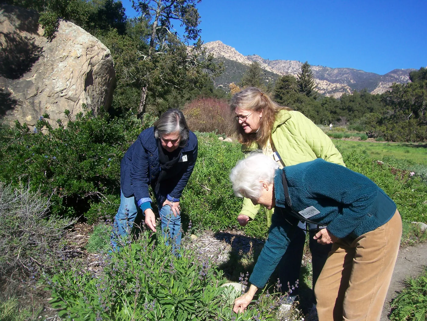 California Naturalists, SBBG, Judy Sanregret, Susan Davidson, Cathy Rose