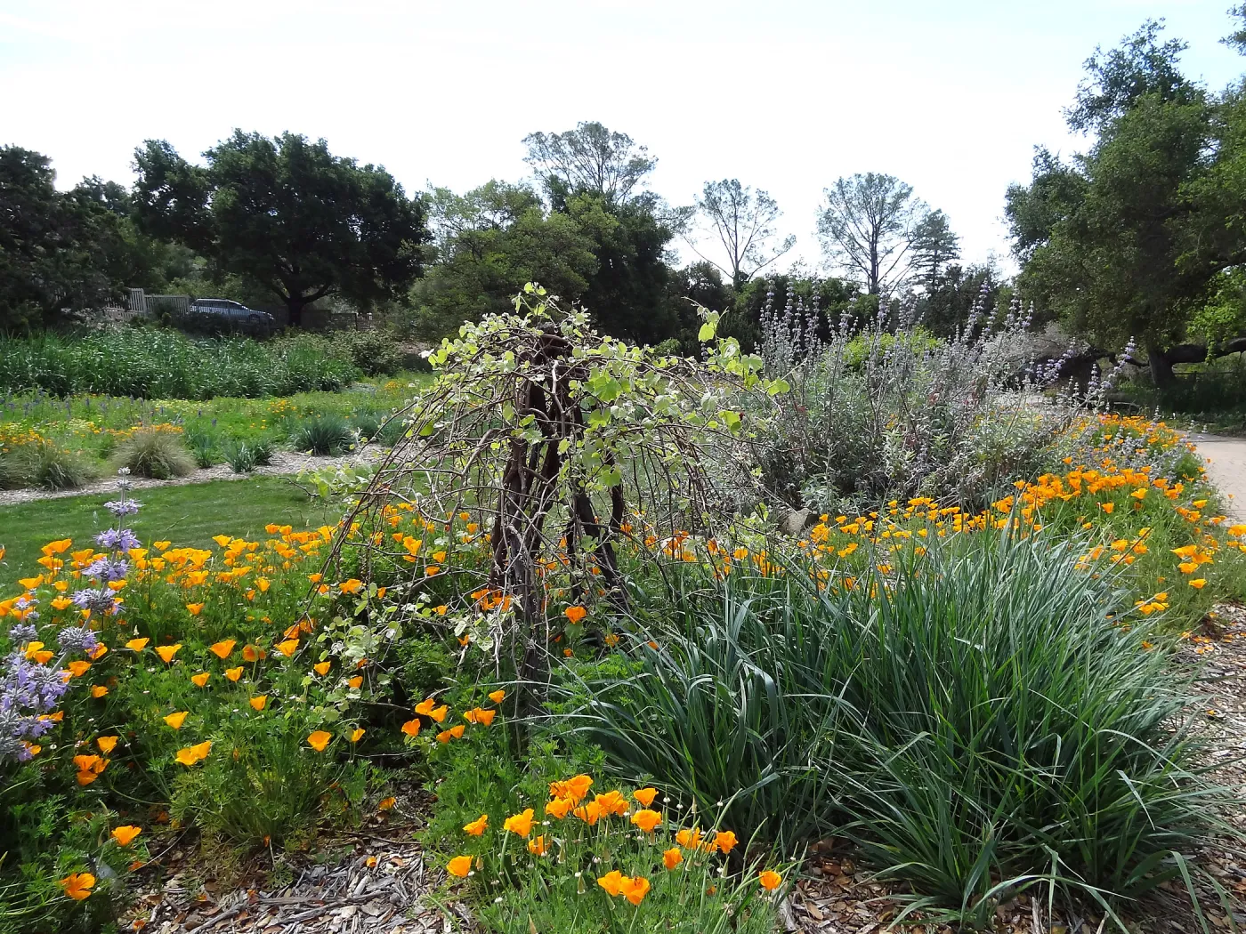 Wildflowers in the Meadow border