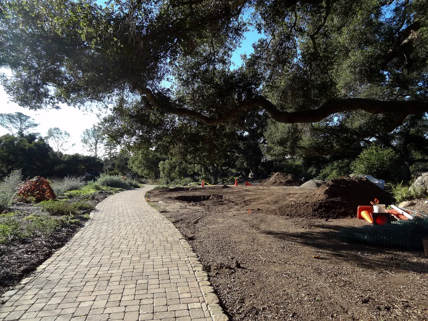 New oaks arrive at SBBG, Meadow Oaks 