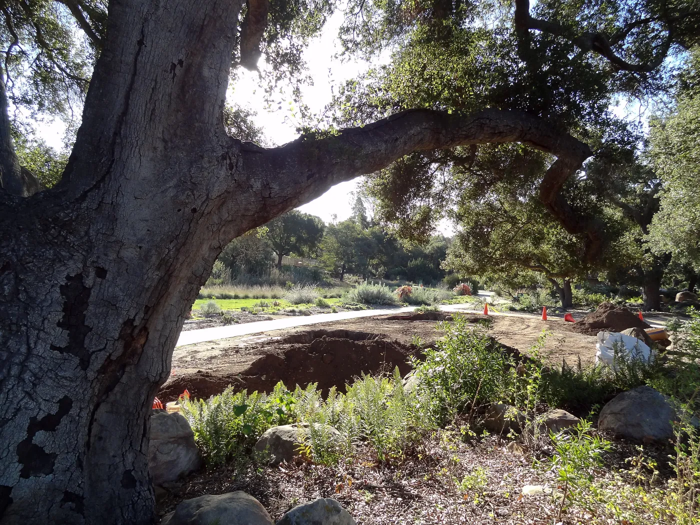 New oaks arrive at SBBG, Meadow Oaks 