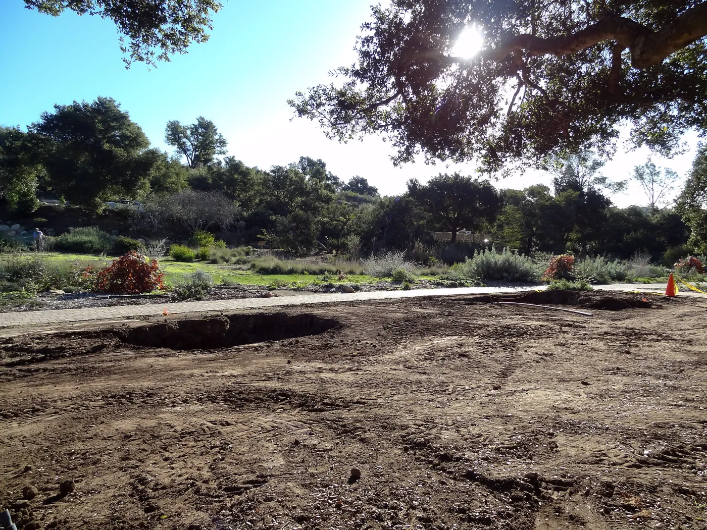 New oaks arrive at SBBG, Meadow Oaks 