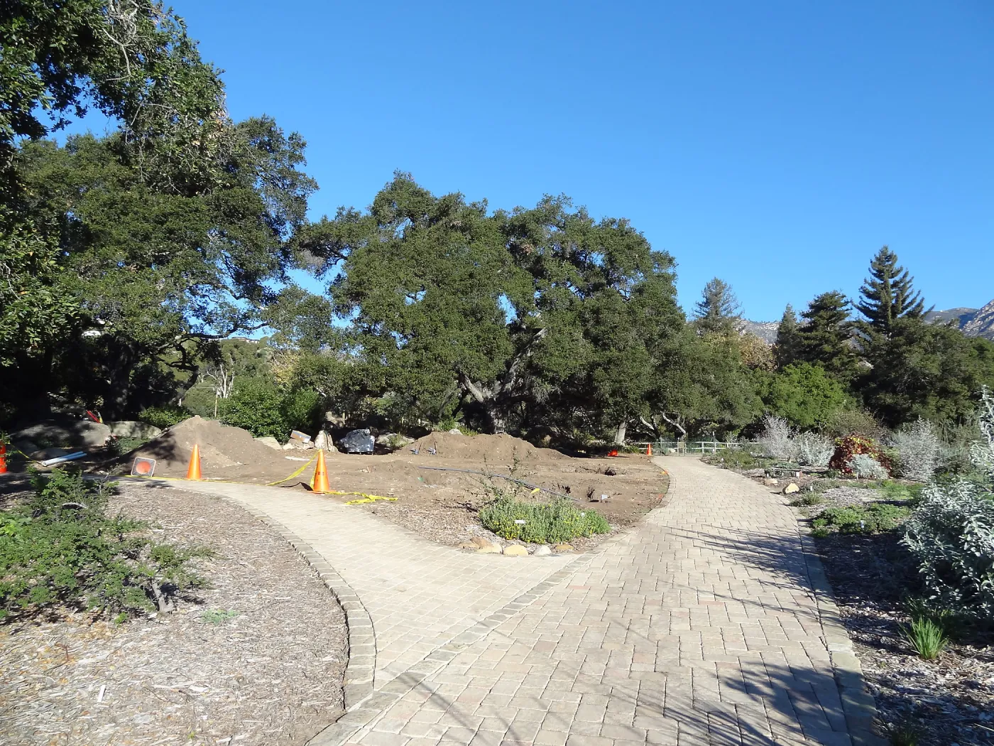 New oaks arrive at SBBG, Meadow Oaks 