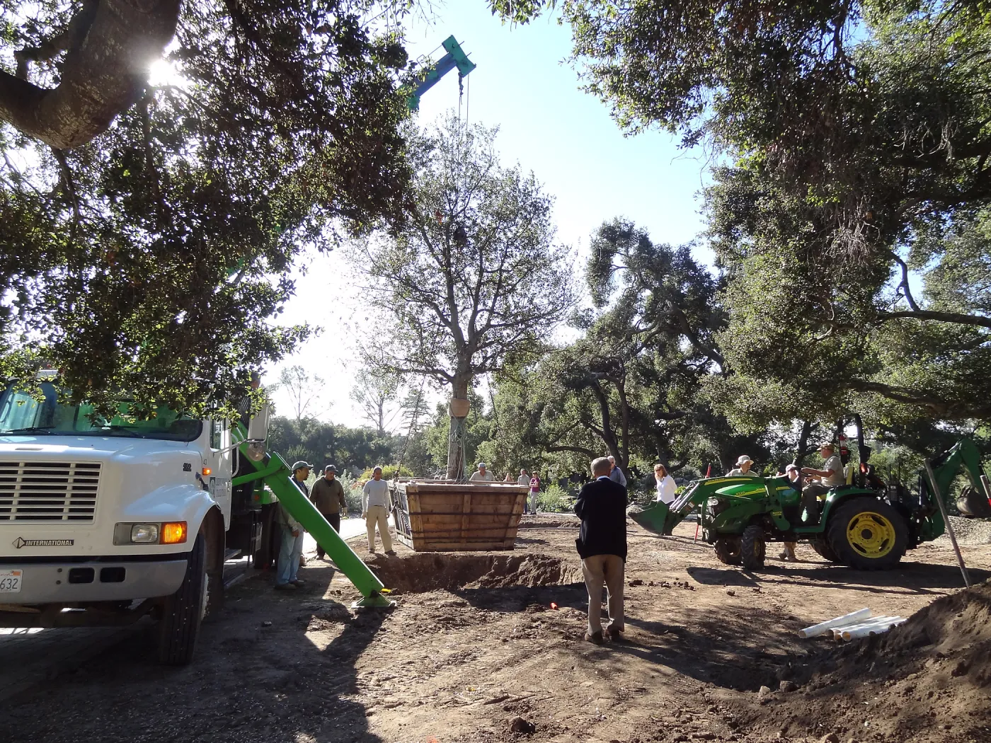New oaks arrive at SBBG, Meadow Oaks 
