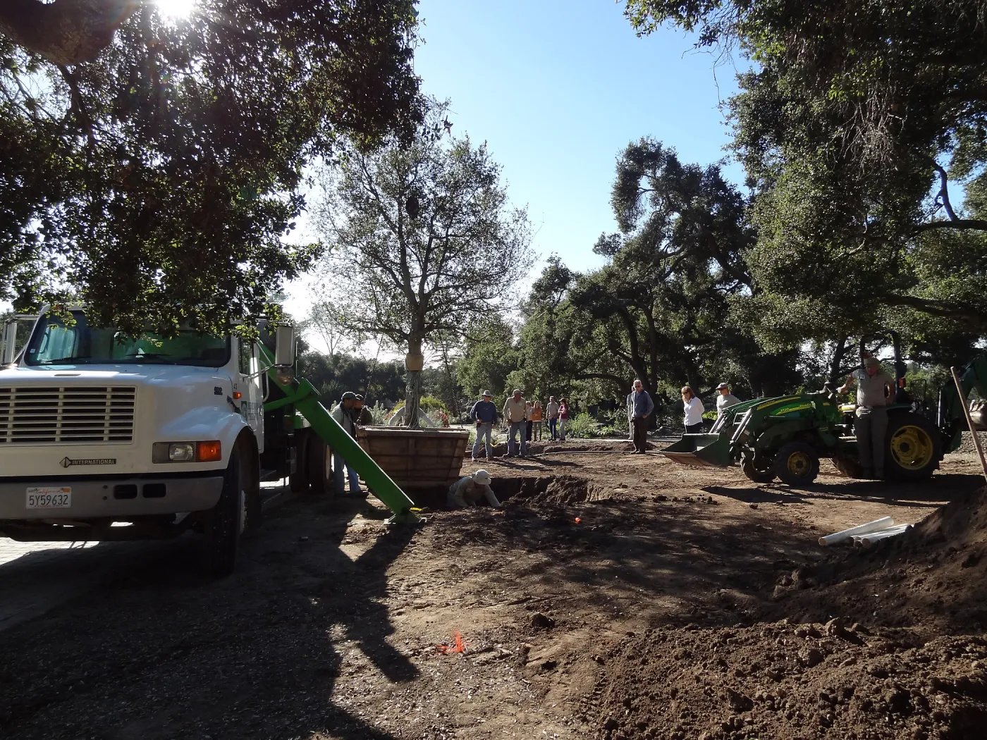 New oaks arrive at SBBG, Meadow Oaks 