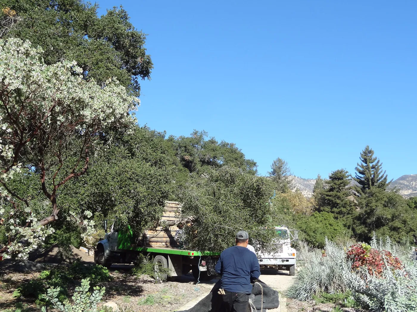 New oaks arrive at SBBG, Meadow Oaks 