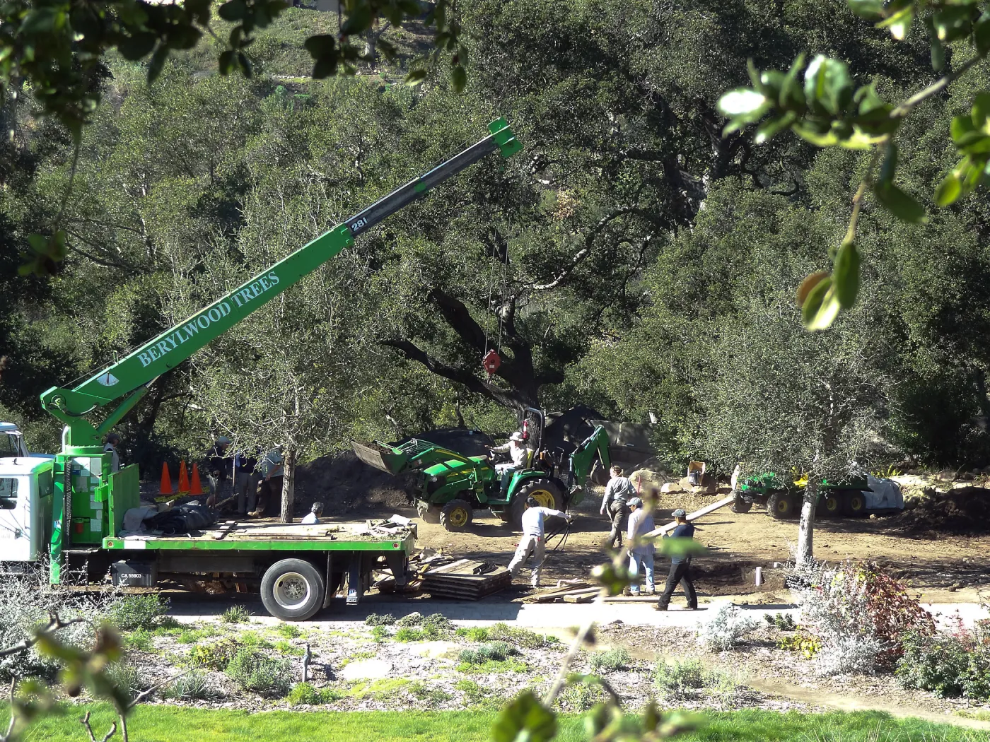New oaks arrive at SBBG, Meadow Oaks 