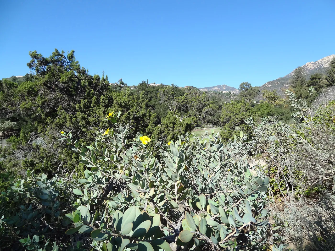 New oaks arrive at SBBG, Meadow Oaks 