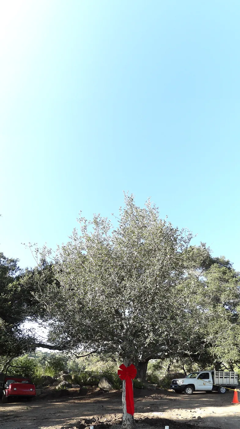 Red ribbons, new oaks arrive at SBBG, Meadow Oaks 