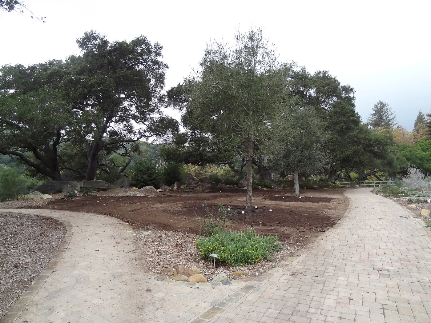 new oaks, Meadow Oaks