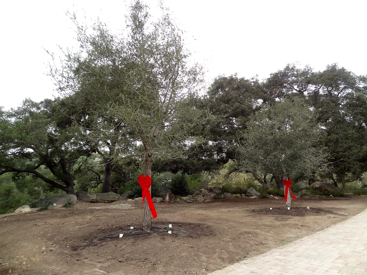 Red ribbons, new oaks arrive at SBBG, Meadow Oaks 