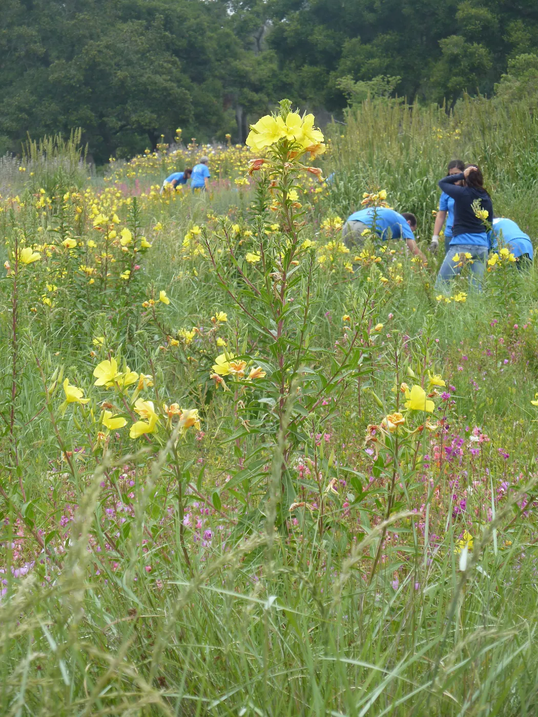 Volunteers from Citrix, Dirty Hands Brigade