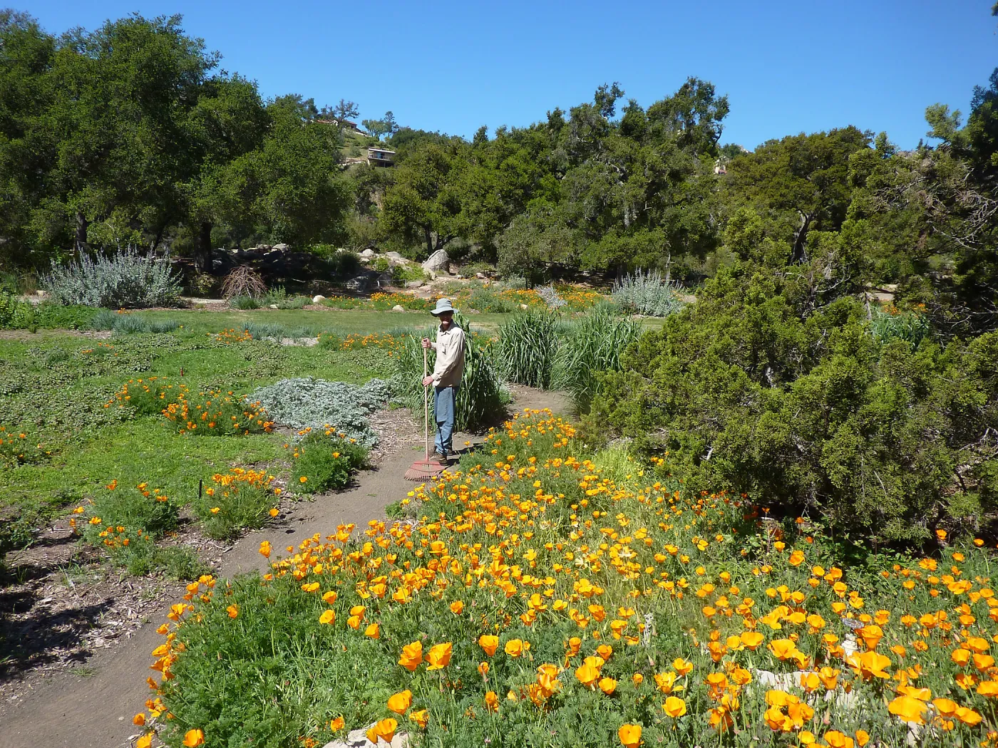 Gardener in the Meadow, SBBG