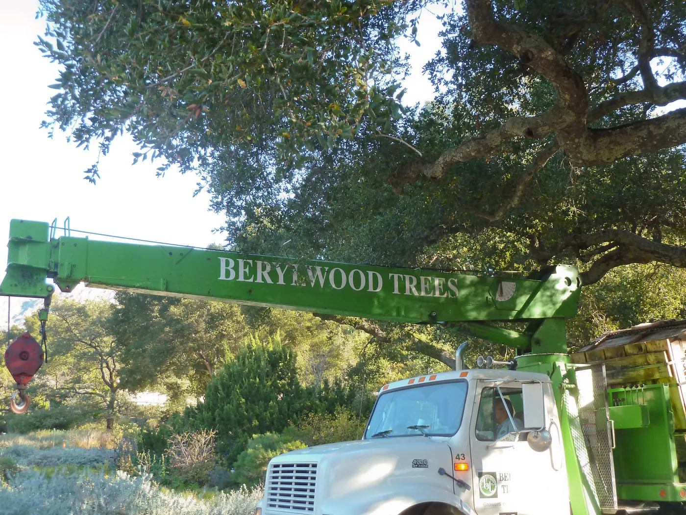Delivery and placement of two new oak trees (Coastal Live Oak) in the Meadow Oaks display