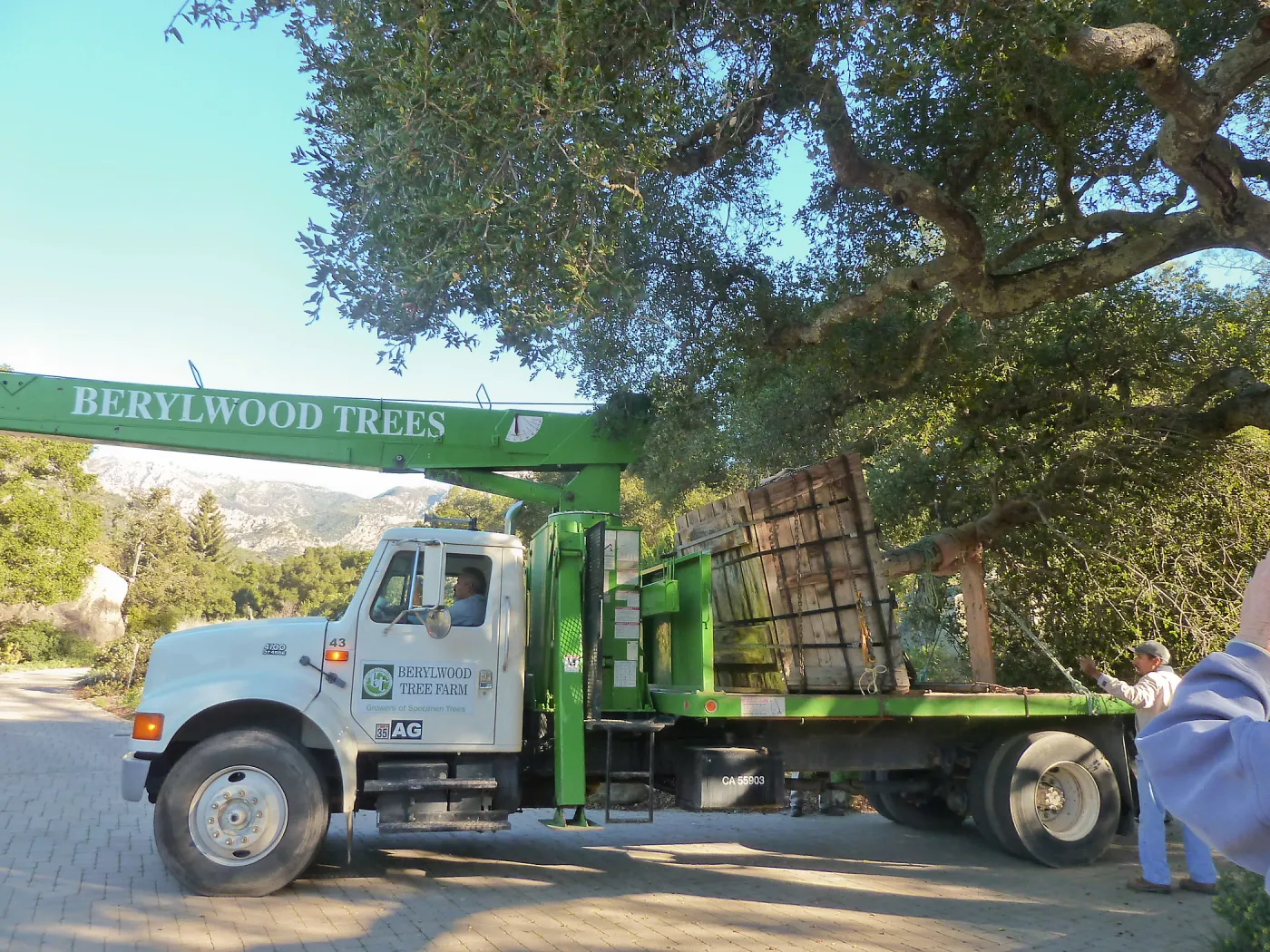 Delivery and placement of two new oak trees (Coastal Live Oak) in the Meadow Oaks display