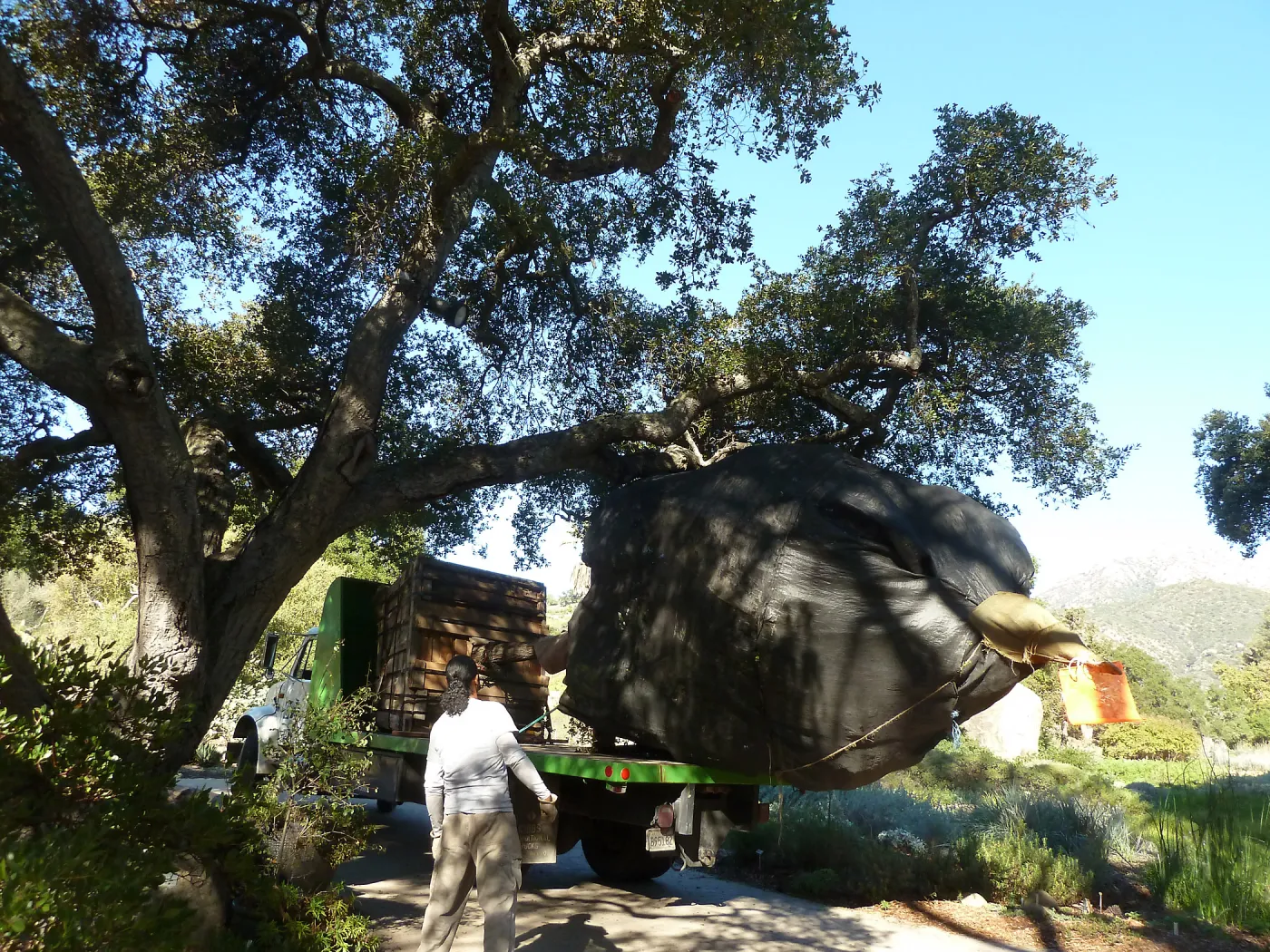Delivery and placement of two new oak trees (Coastal Live Oak) in the Meadow Oaks display