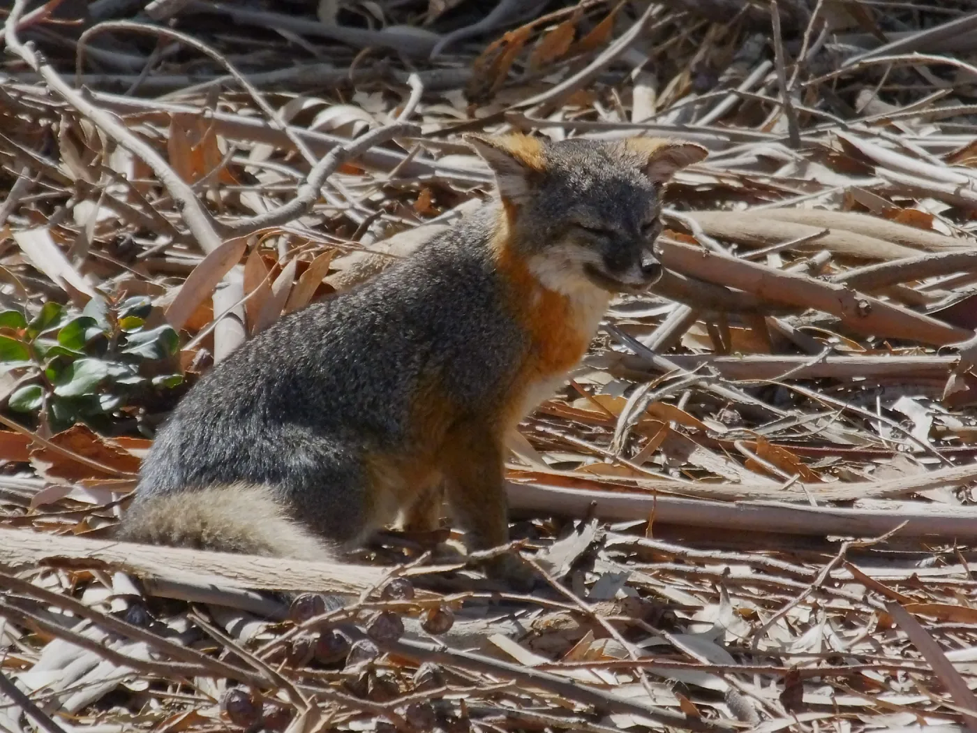 Steve Junak Retirement Trip to Santa Cruz Island