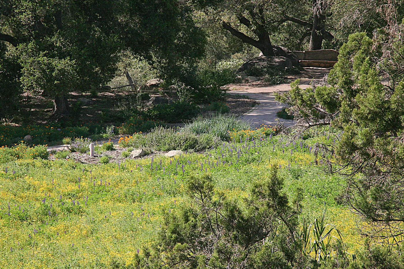 Wildflowers in the Meadow, view from parking lot