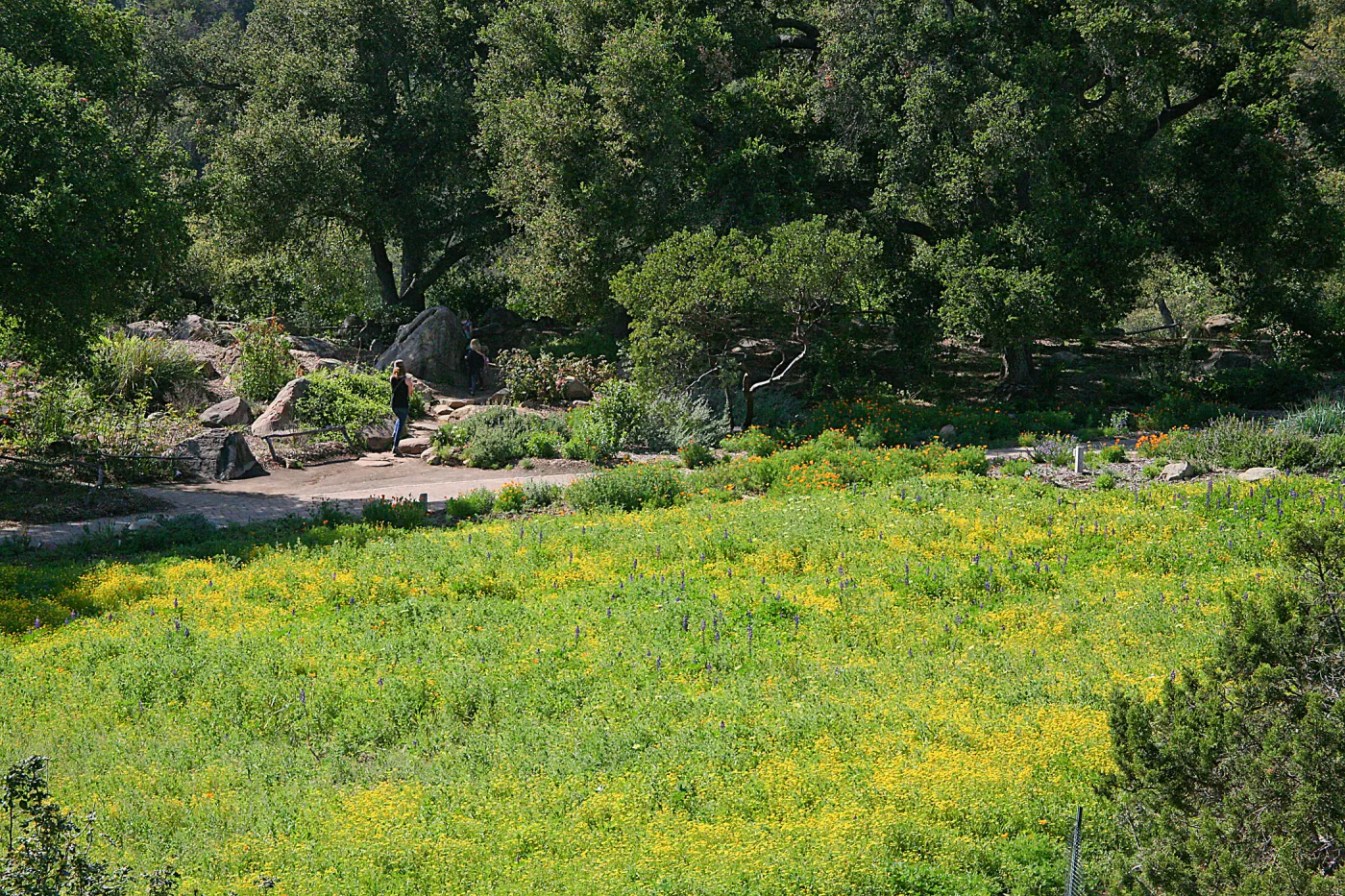 Wildflowers in the Meadow, view from parking lot