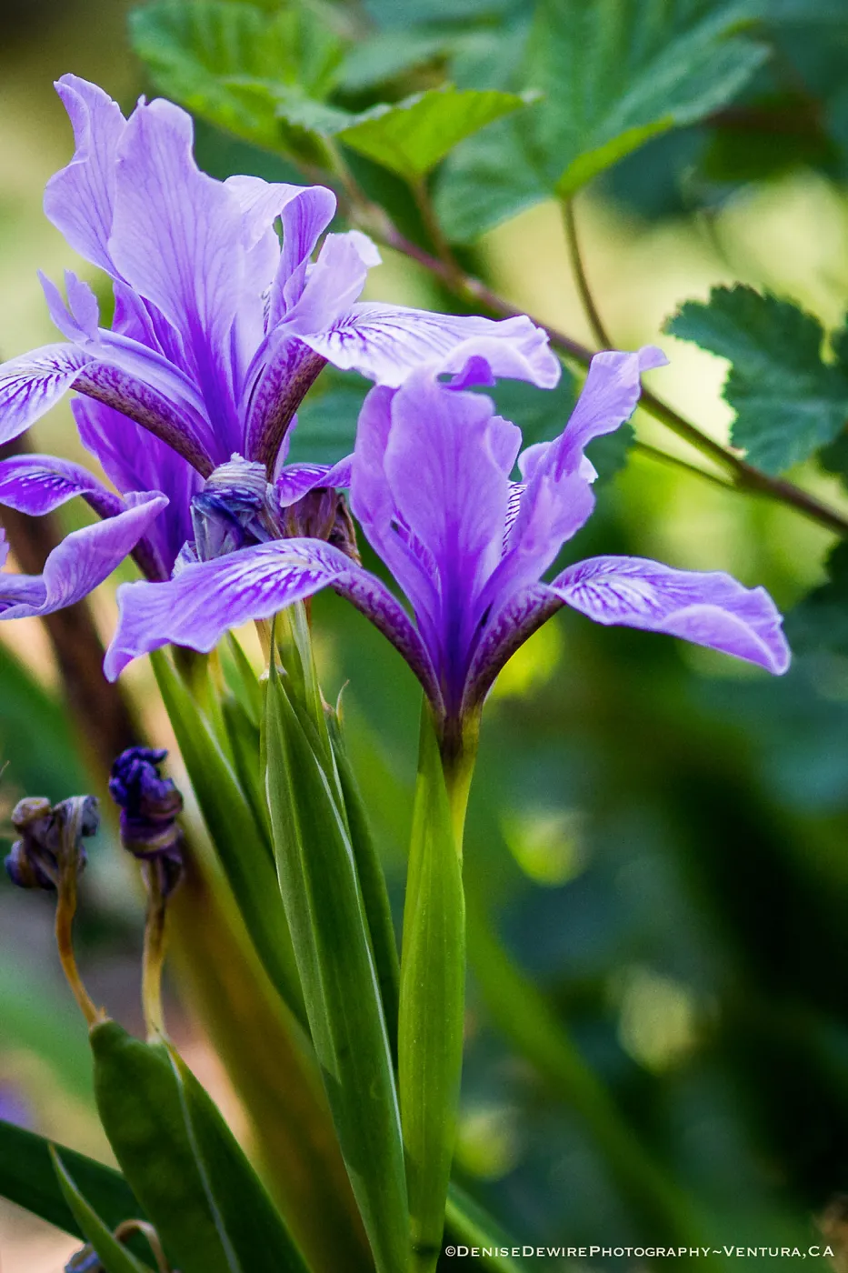 Iris blooming at the Santa Barbara Botanic Garden