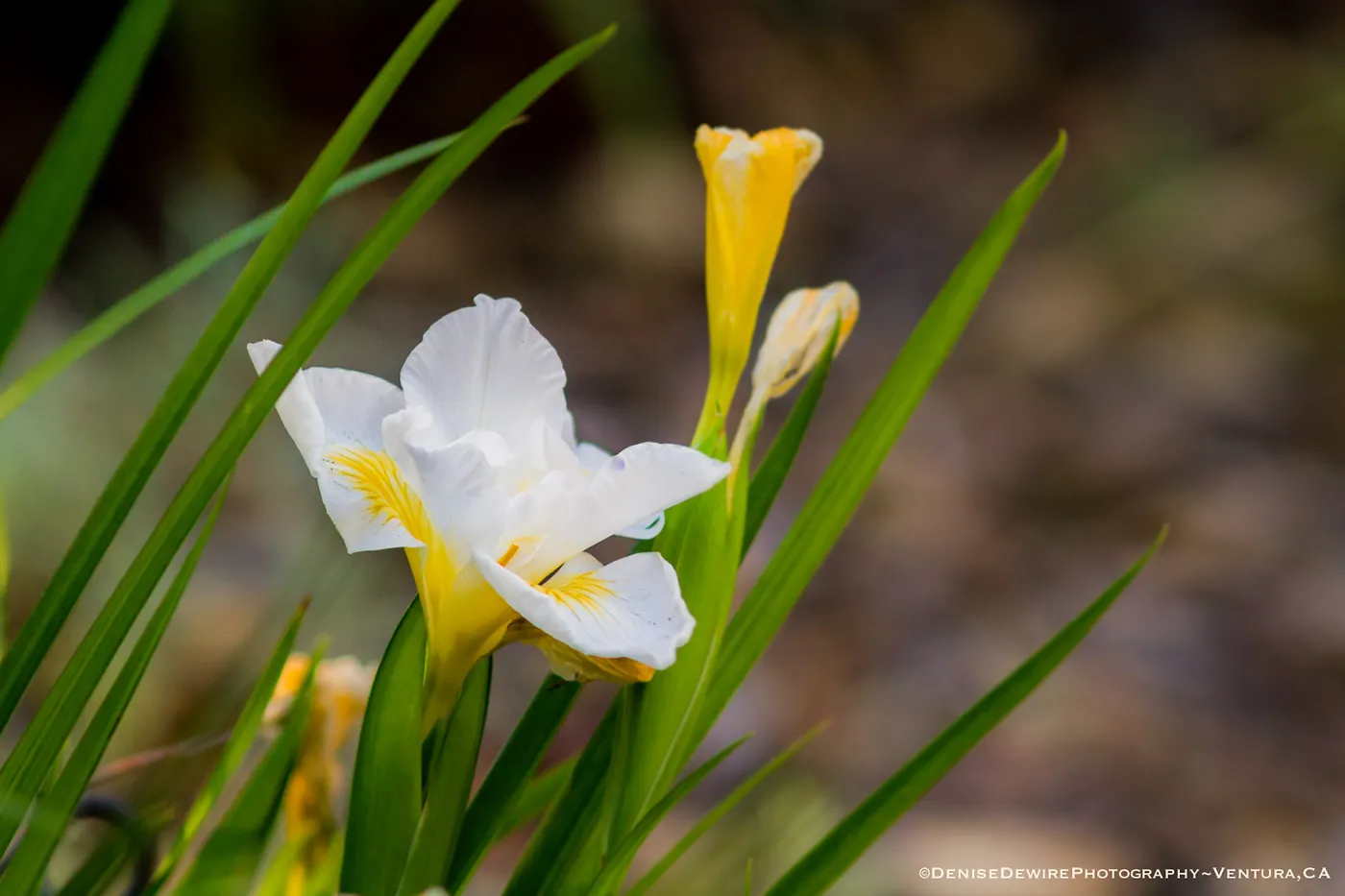 Iris blooming at the Santa Barbara Botanic Garden
