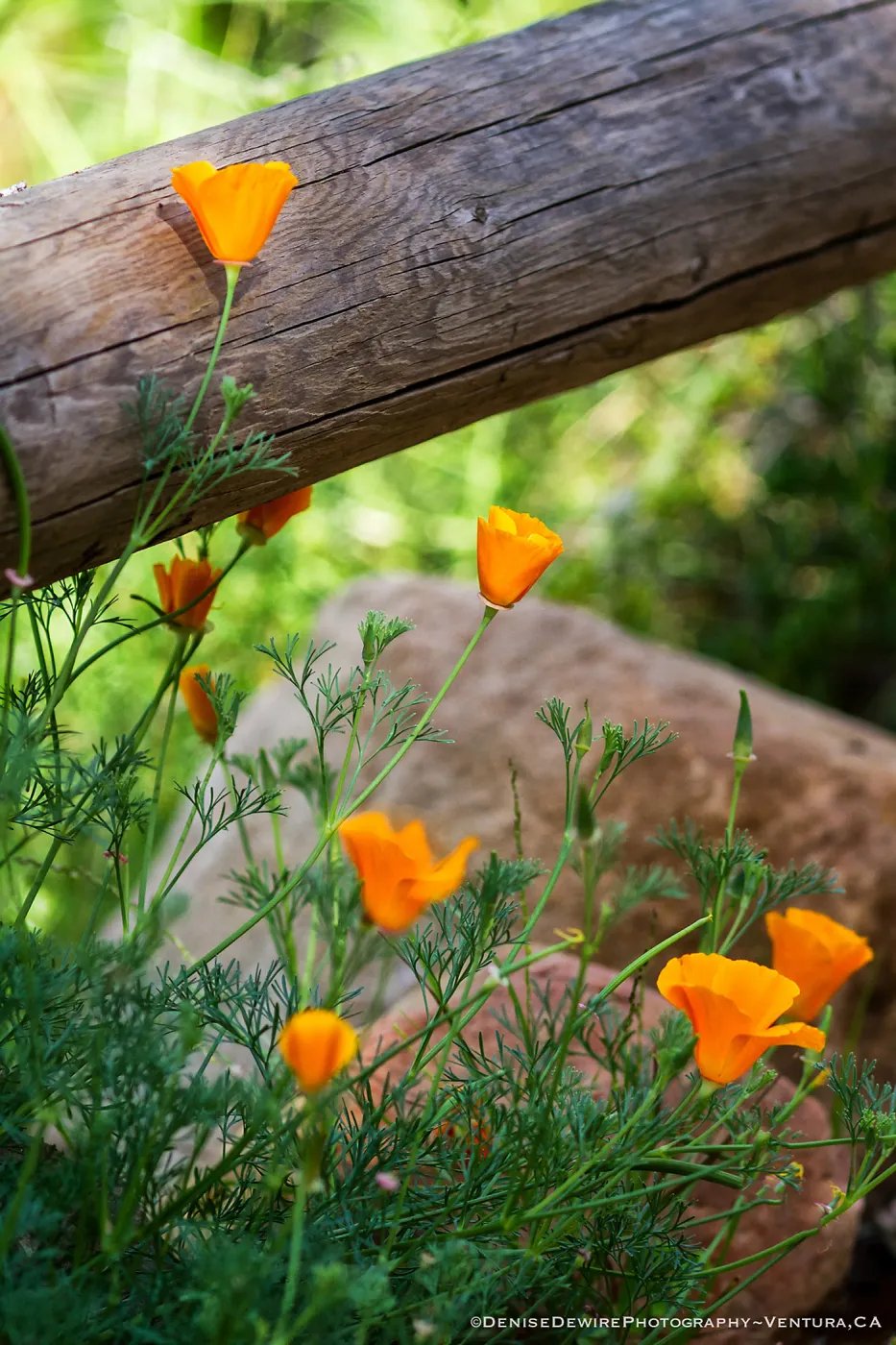 California poppies at the Santa Barbara Botanic Garden