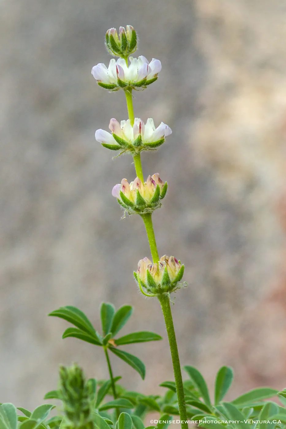 Lupinus at the Santa Barbara Botanic Garden (lupine)