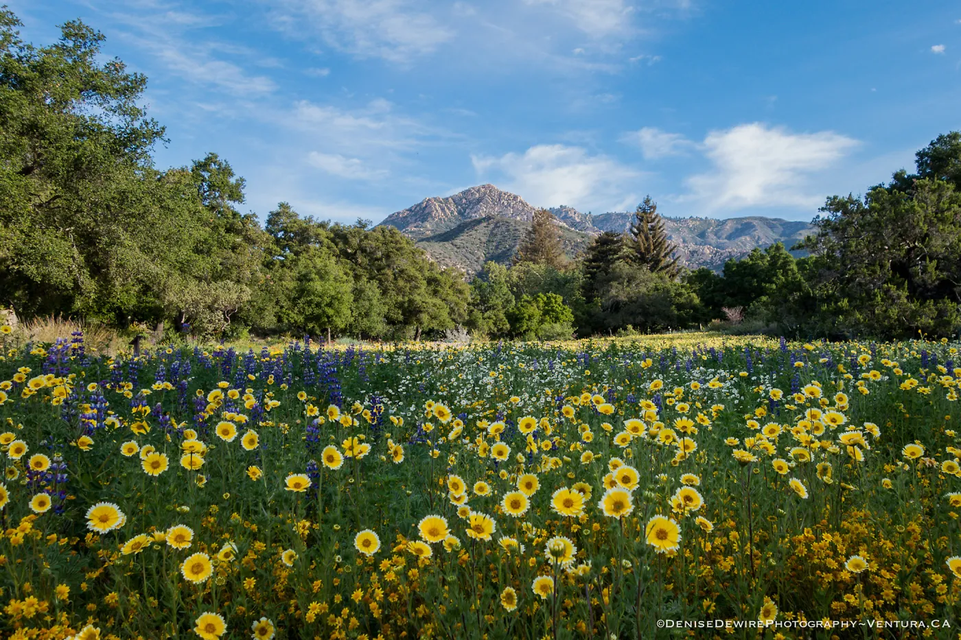 Spring wildflowers in the Meadow at the Santa Barbara Botanic Garden