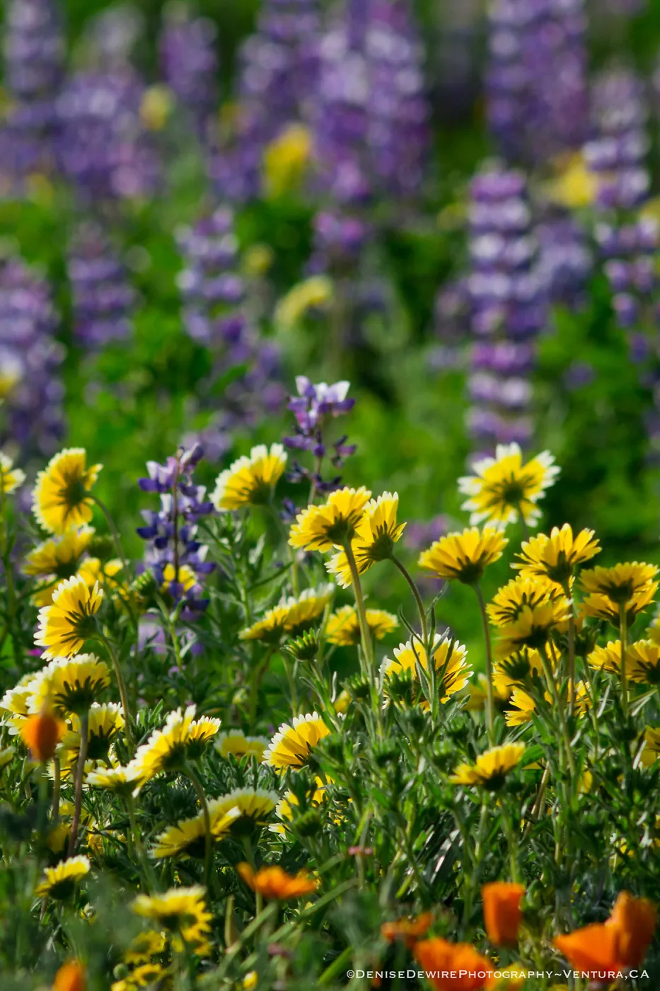 Spring wildflower medley at the Santa Barbara Botanic Garden
