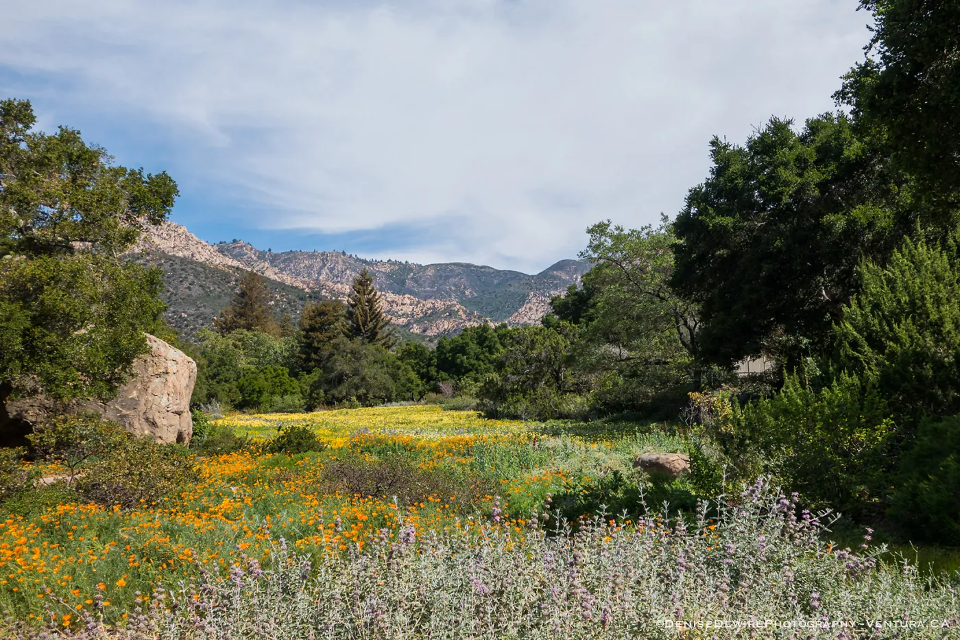 Spring wildflower display in the Meadow at the Santa Barbara Botanic Garden