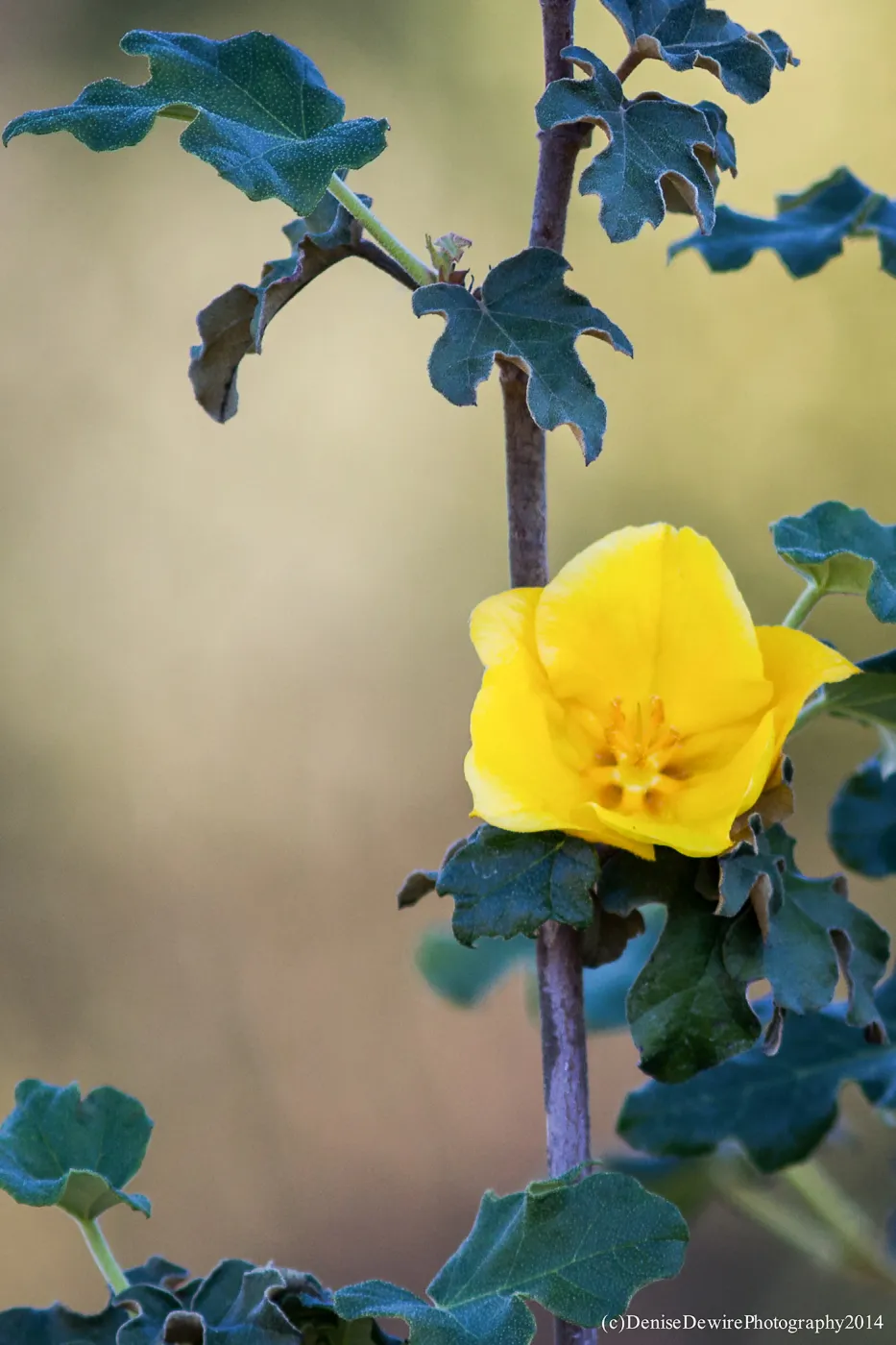 Fremontia, Flannelbush
