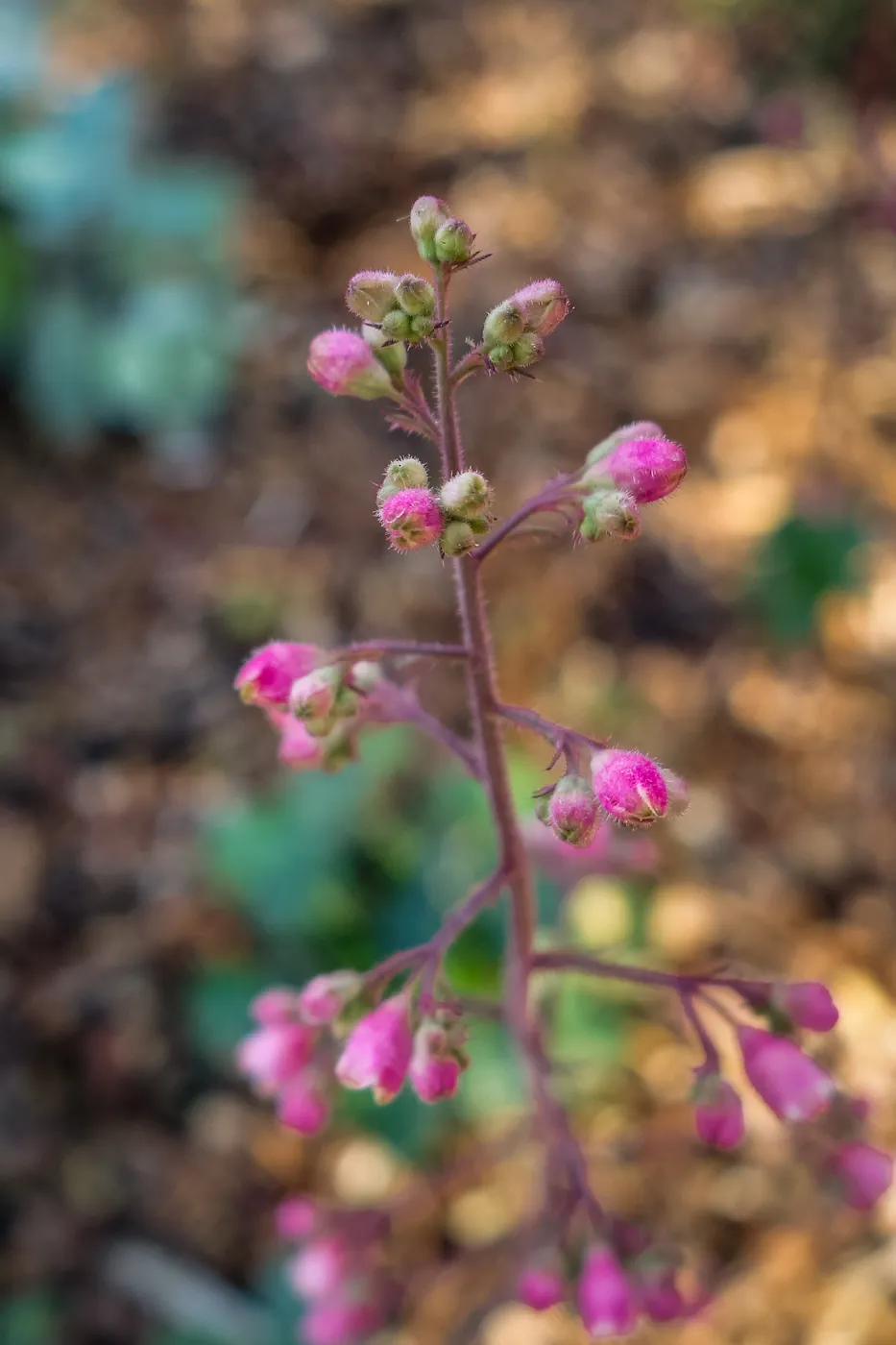 Coral Bells