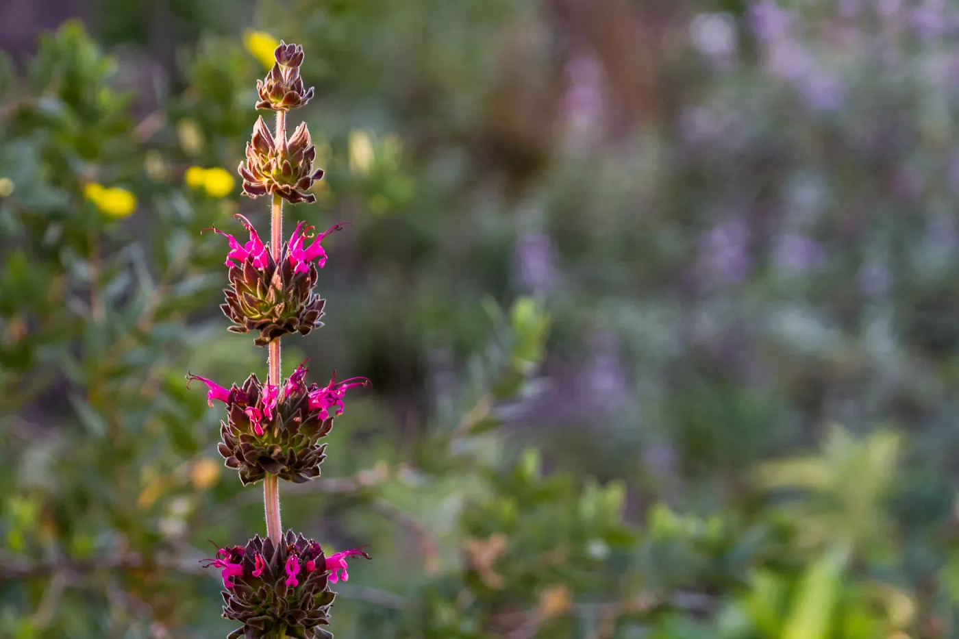 Hummingbird Sage