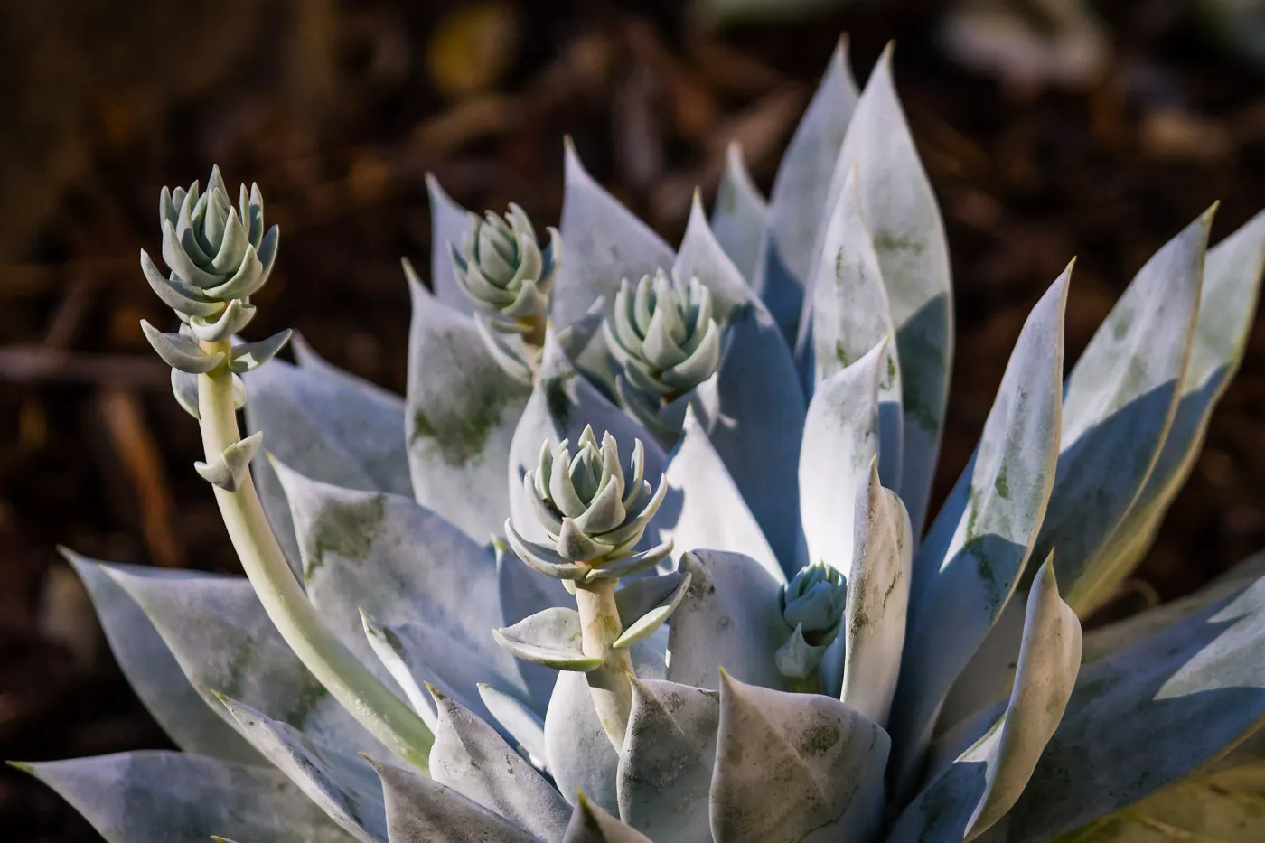 Britton's dudleya, Giant Chalk Dudleya
