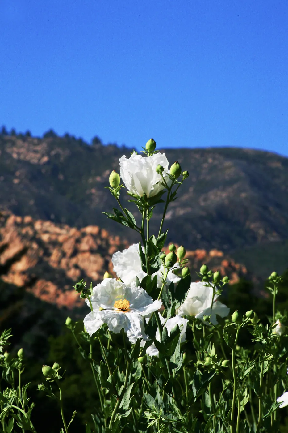 Matilija Poppies in Meadow