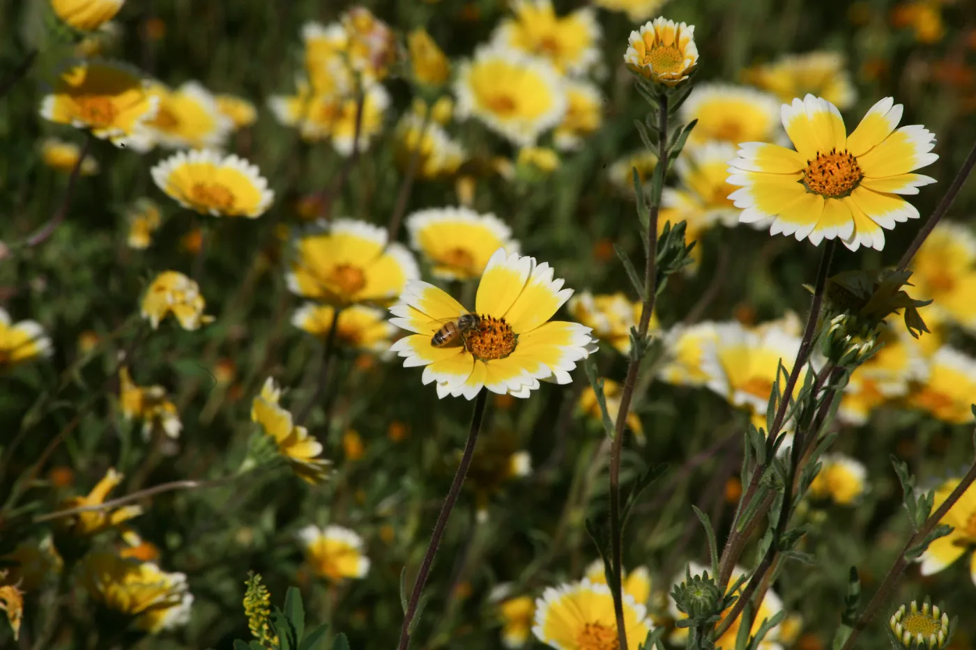 Tidytips in Meadow with Bee