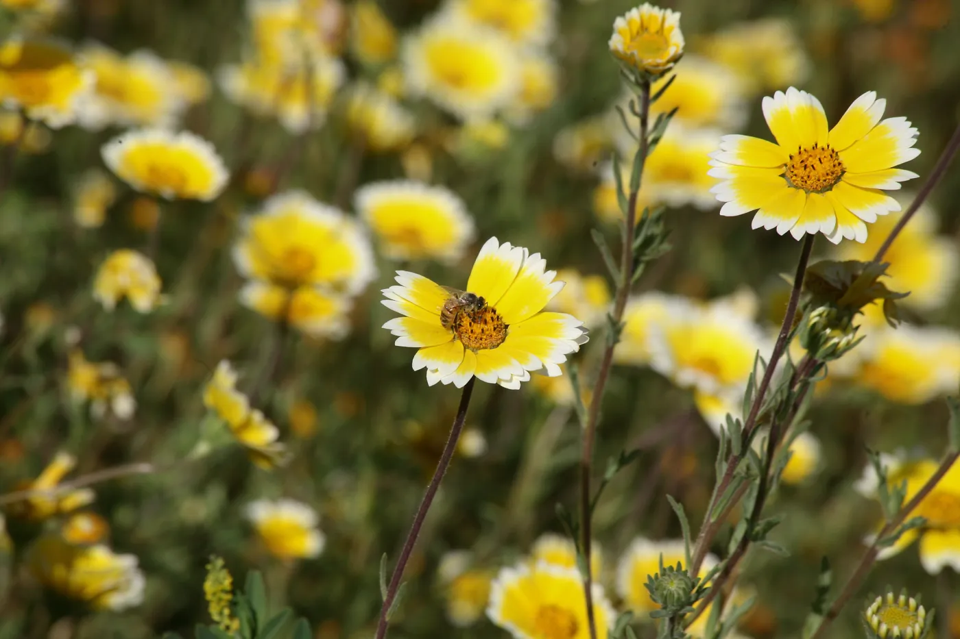 Tidytips in Meadow with Bee