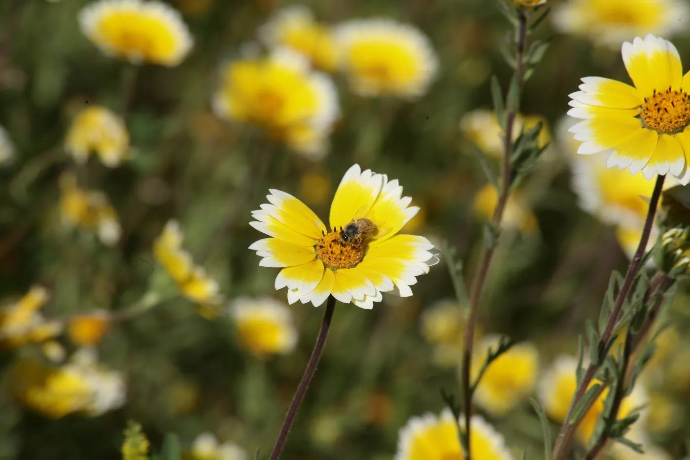 Tidytips in Meadow with Bee