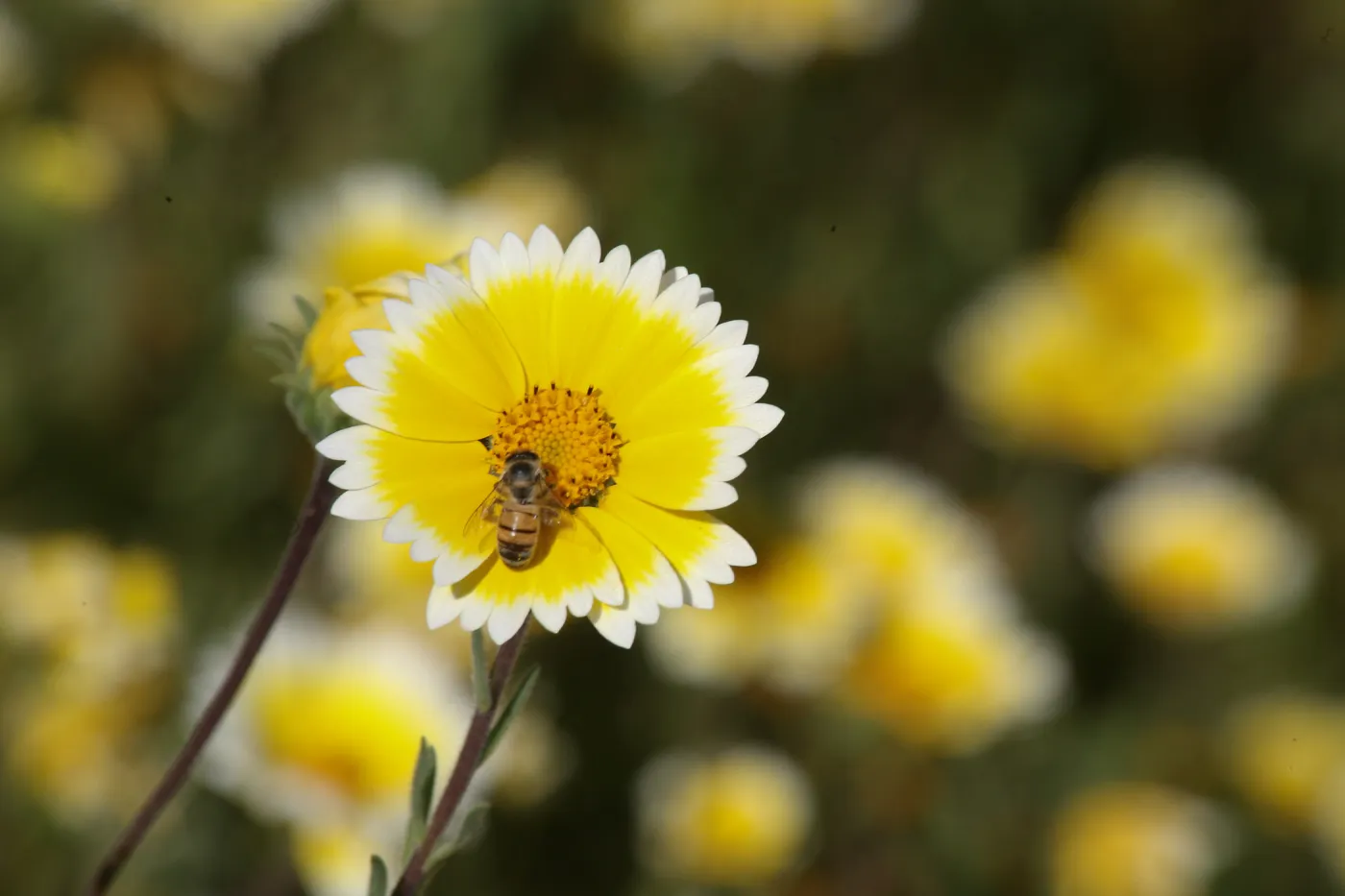 Tidytips in Meadow with Bee