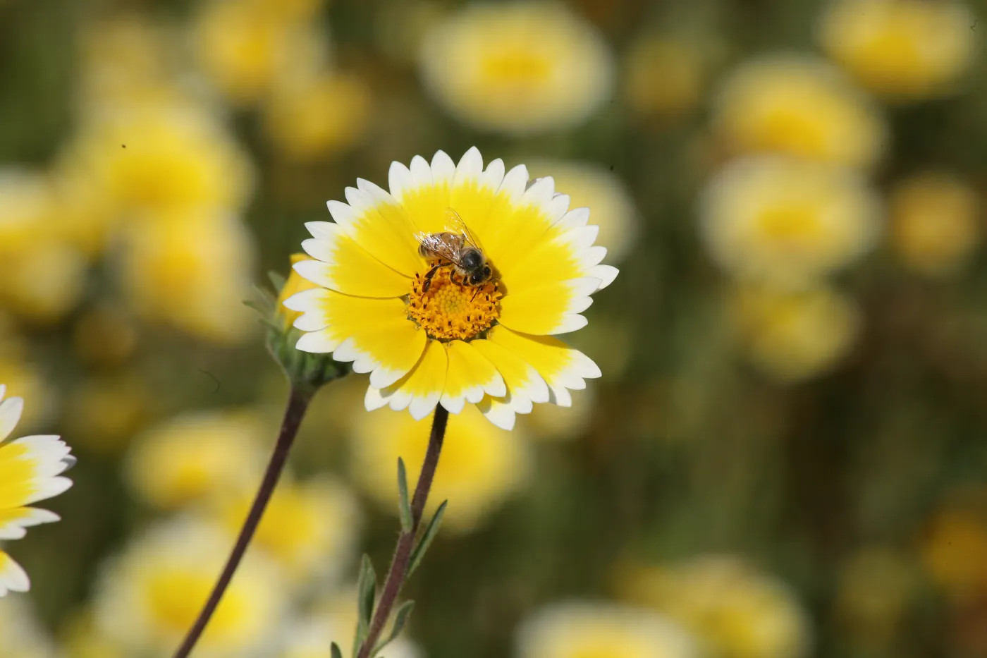 Tidytips in Meadow with Bee